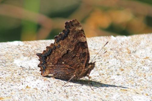 Réf. 284 965 : Nymphalis polychloros